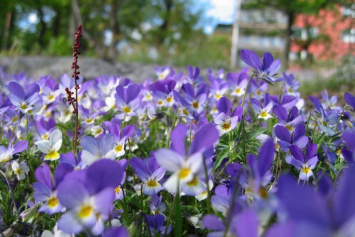 Violer i Larsberg