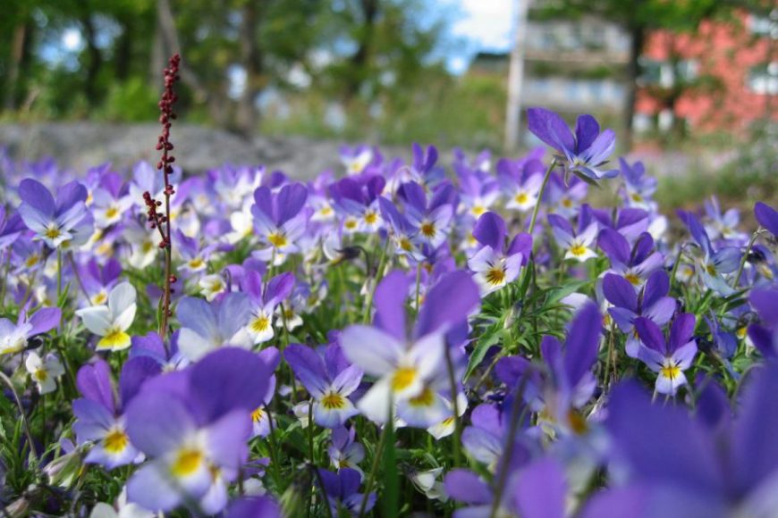 Violer i Larsberg